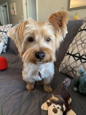 Wash & Wag Mobile Pet Salon