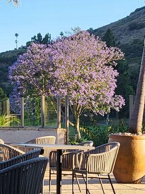 Gorgeous scenery. Pleasant patio setting.