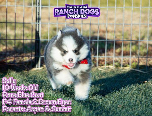 Maine Aim Ranch Dogs