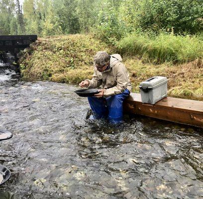 Not finding any gold