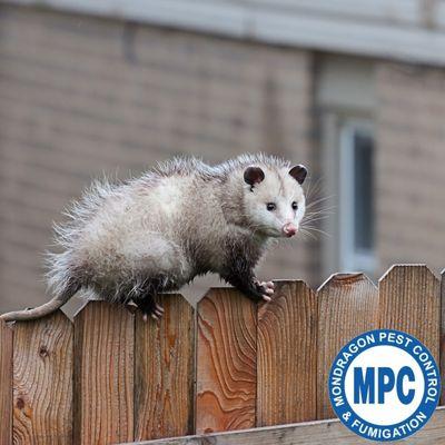 MONDRAGON Pest Control