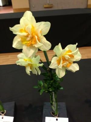 Double daffodils shown at the annual daffodil show