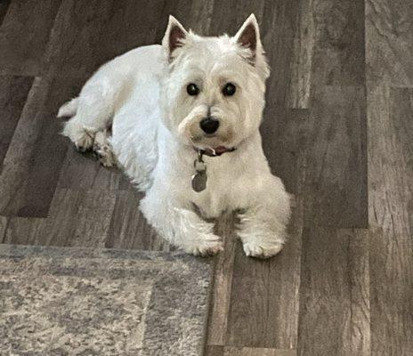 Cleopetra's Grooming