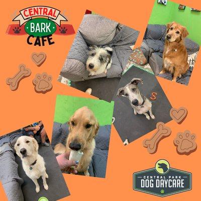 Central Park Dog Day Care