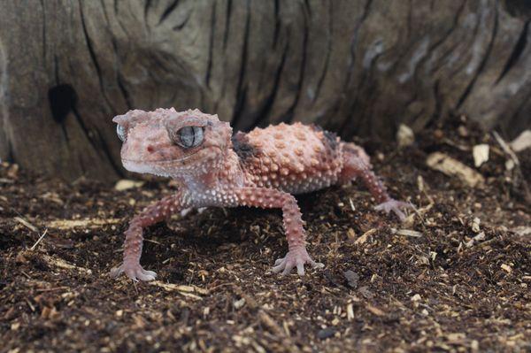 Knob Tail Gecko