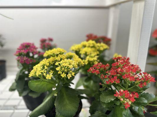 Kalanchoe. symbolism: longevity, growth, health, prosperity, wealth