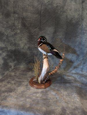 Flight-feather Taxidermy