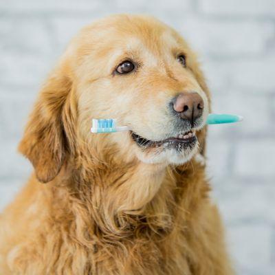 Dental care is cruciate for pets like us.