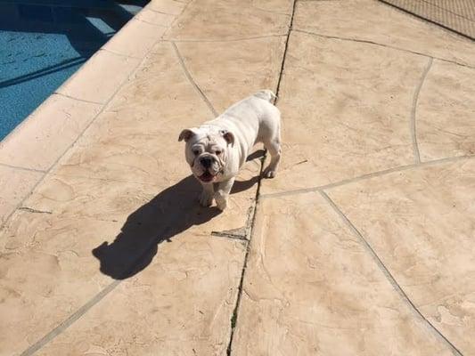 Stacy's Critter Sitters