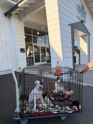 Almost There A Mom + Pups Rescue