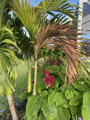 Palm City Palms & Tropical