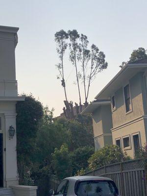 Commercial Arborists