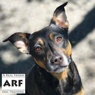 ARF Dog Training Inc. - A Real Friend Dog Training