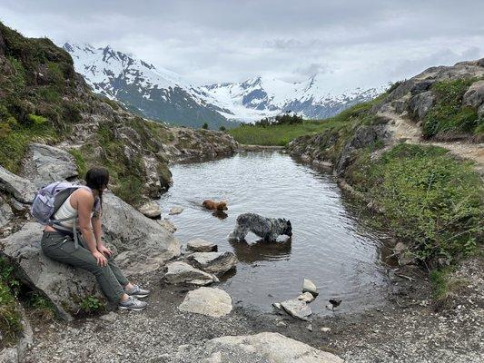 My dog at the top of a mountain in Alaska after recovering from successful double leg surgery.