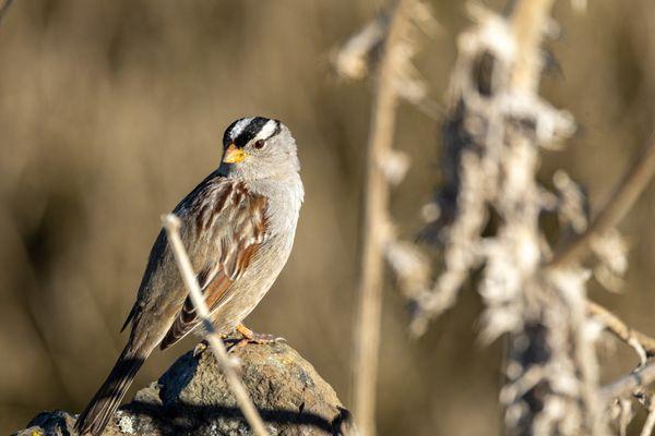 Hayward Regional Shoreline