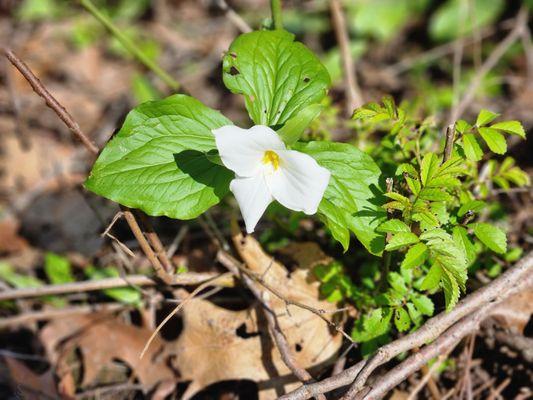 Lytle Nature Preserve