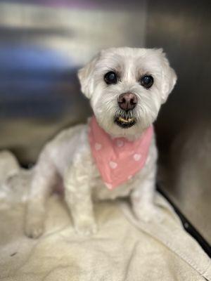 Star Paws Pet Services