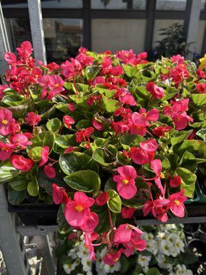 Bamboo Nursery & Garden Supplies