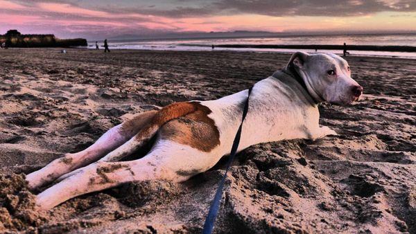 Santa Cruz Dog House