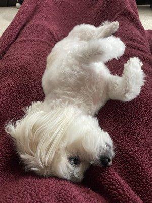 Gentle Touch Dog Grooming