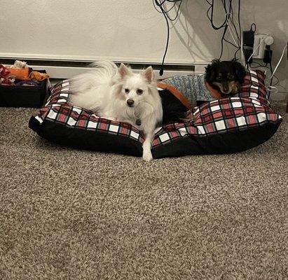 United Canine Services