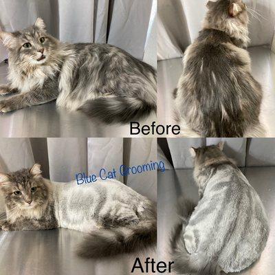 Blue Cat Grooming