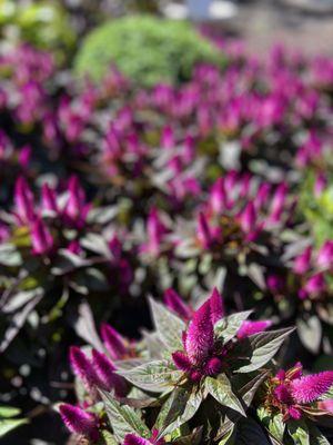 Albanese Garden Center & Greenhouse