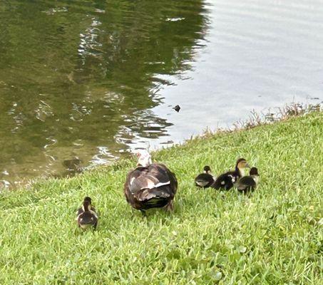 Mama duck and her newly hatched babies