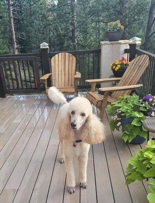 Piper after her spa day