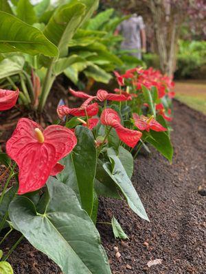 Anthurium Plantings