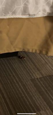 See the pretzel in the corner of the bed.