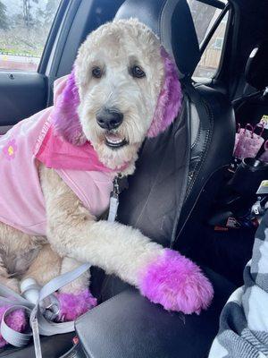 Sassy Pooch & Kitty Too