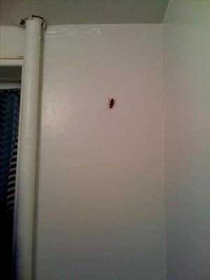 meet your new house guest!  Aww