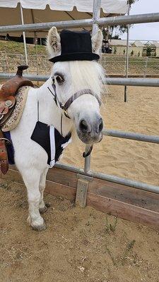 SweetWater Farms Petting Zoo and Pony Rides