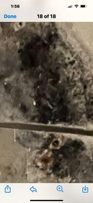 All City Environmental