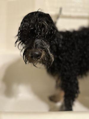 Heart of Hope Mobile Grooming