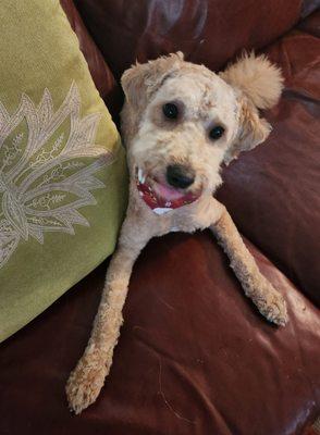 Darleens Fur Babies Grooming Salon