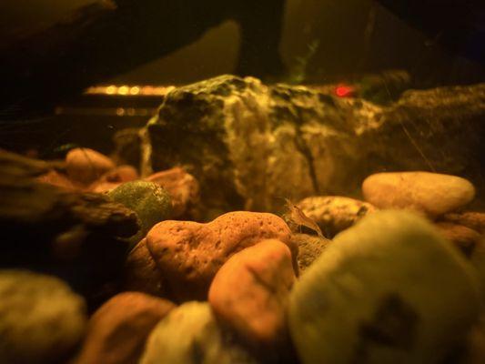 Aquatic World