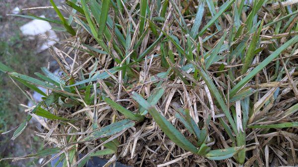 Sod Depot of Tampa Bay