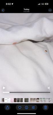 More bed bugs