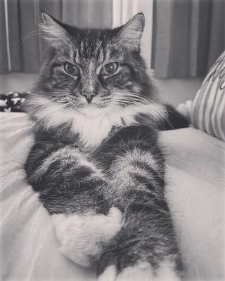 Oakdale City Of Animal Shelter