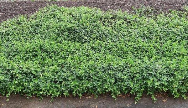 Tomajko Arborist Services