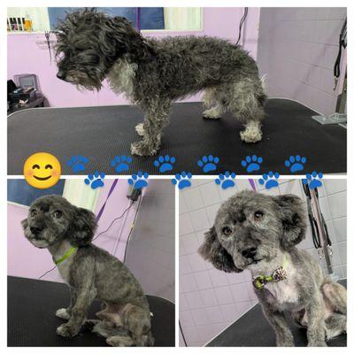 Furr Paradise Grooming and Daycare