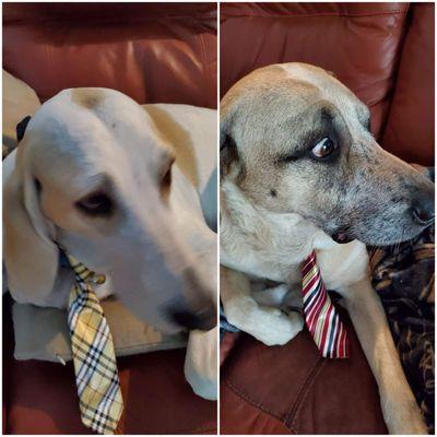 Lucky Puppy Nail Specialists