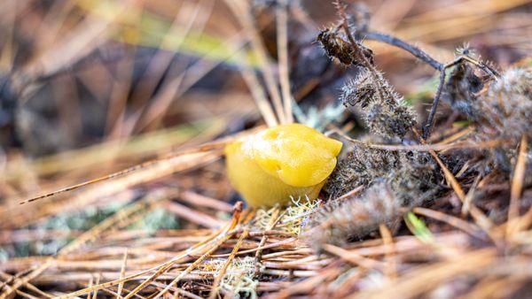 Pedro Point Headlands