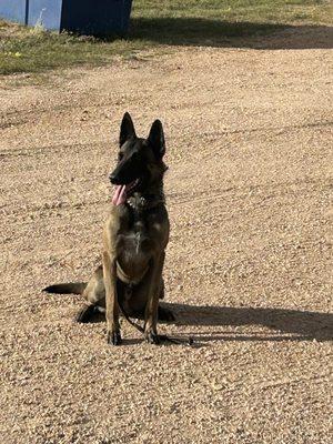 Colts Legacy K9 Services