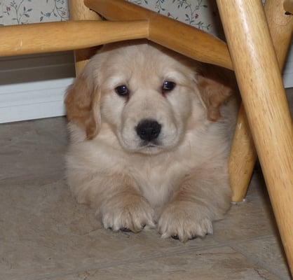 Best in Class Pet Care, LLC