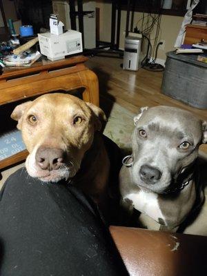 Country Veterinary Service