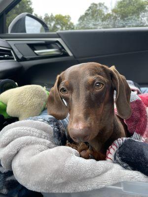 Fox Creek Animal Hospital