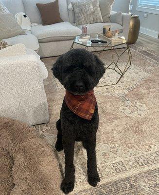 Cali Styles Mobile Grooming